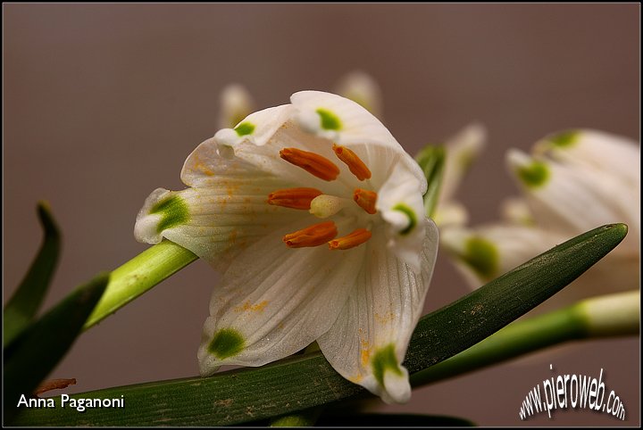 Leucojum vernum.jpg